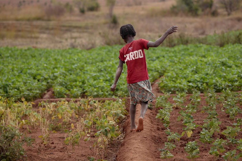 Photo: Mavitrika, is photographed balancing like a tightrope walker along the narrow paths between rows of beans in her father’s field. Photo credit: Safidy Andrianantenaina